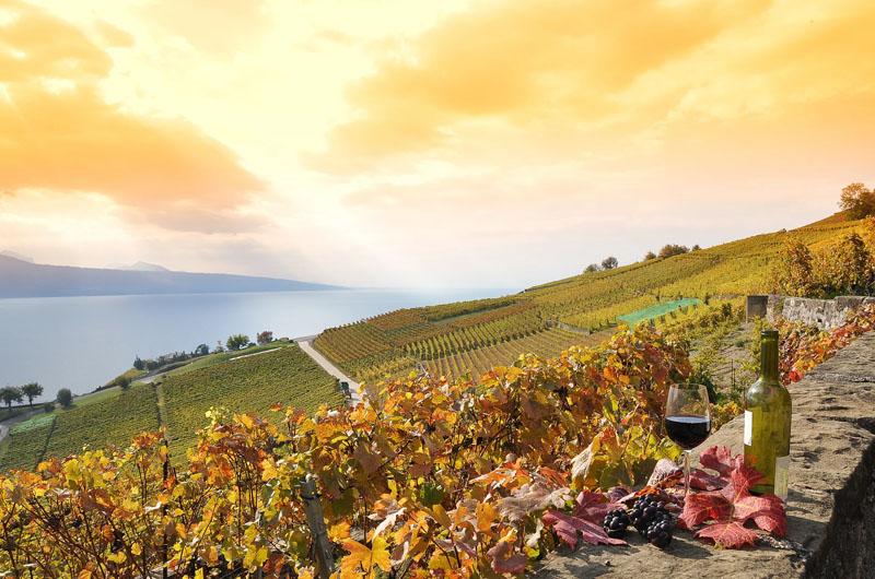 UNESCO-LISTED LAVAUX VINEYARD TERRACES